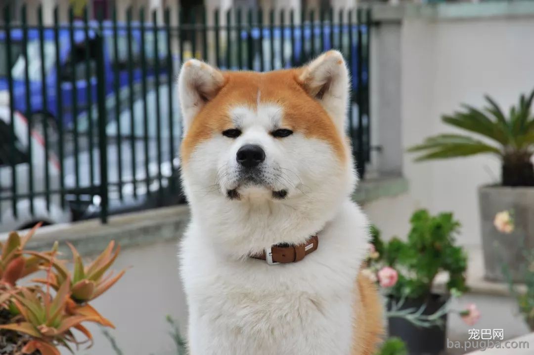 #秋田犬面临灭绝#陪祖先吃过苦的狗，不配享清福？-2.jpeg