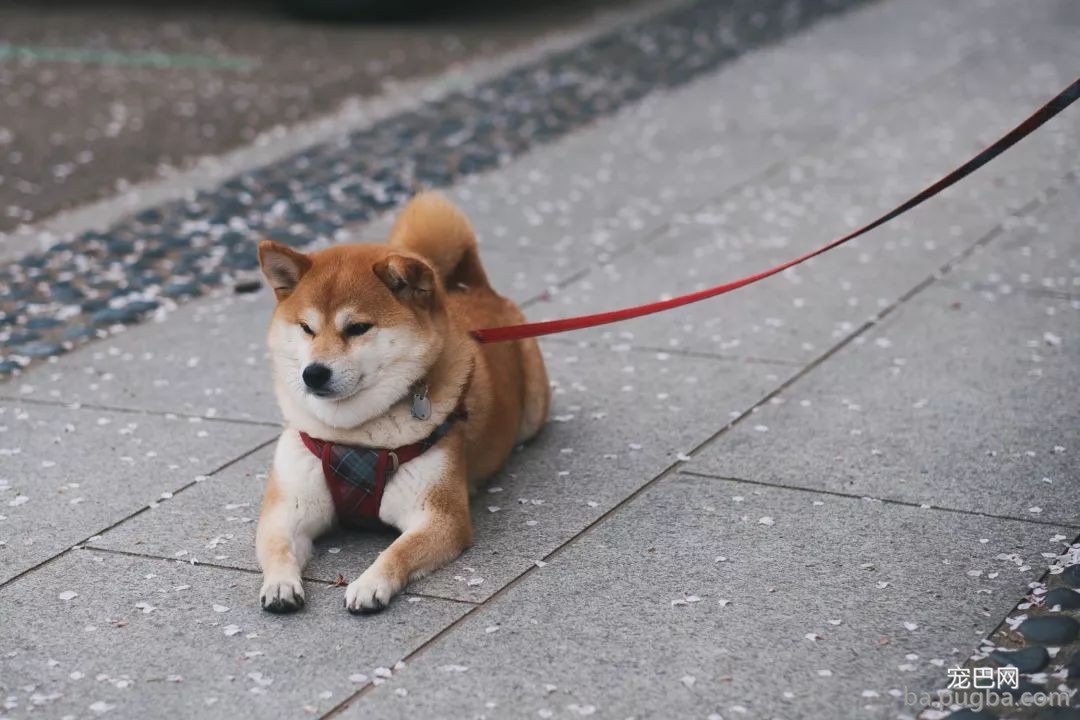 #秋田犬面临灭绝#陪祖先吃过苦的狗，不配享清福？-3.jpeg