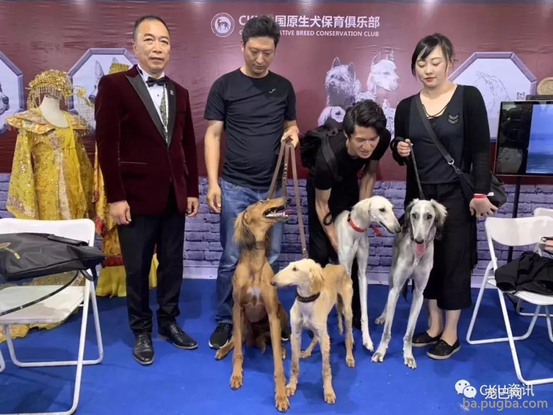 #秋田犬面临灭绝#陪祖先吃过苦的狗，不配享清福？-9.jpeg