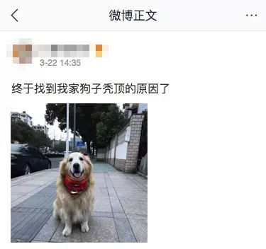 狗狗有多受欢送？网友说她家狗狗要被路人摸秃头了-1.jpg