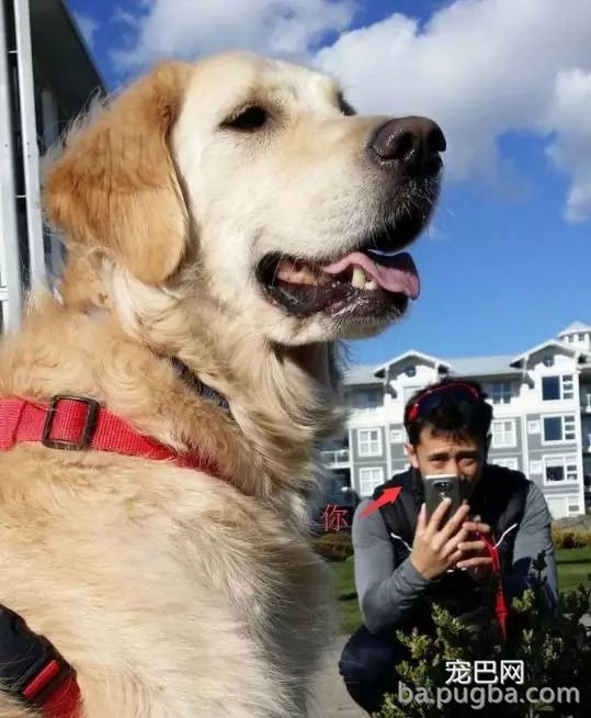 狗狗有多受欢送？网友说她家狗狗要被路人摸秃头了-5.jpg