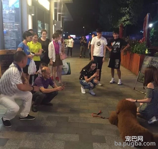 狗狗有多受欢送？网友说她家狗狗要被路人摸秃头了-2.jpg
