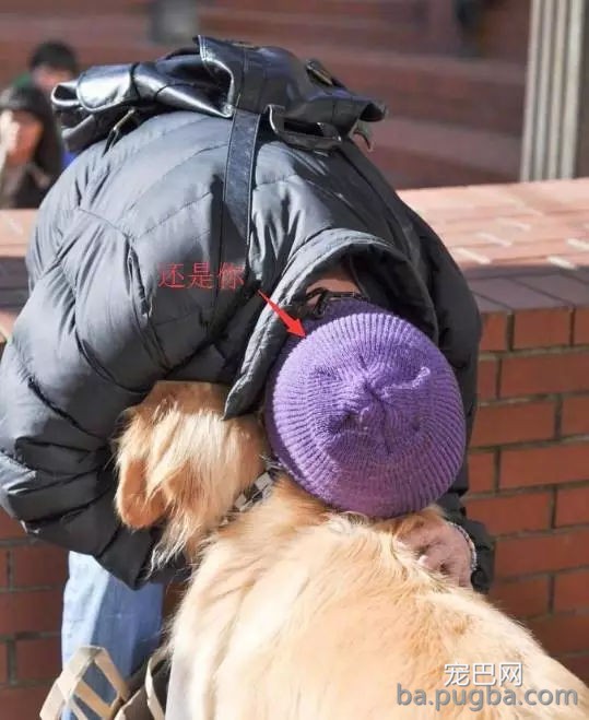 狗狗有多受欢送？网友说她家狗狗要被路人摸秃头了-6.jpg