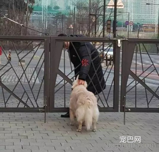 狗狗有多受欢送？网友说她家狗狗要被路人摸秃头了-3.jpg