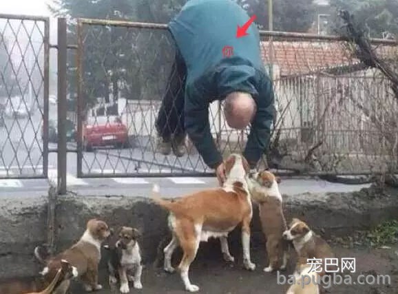 狗狗有多受欢送？网友说她家狗狗要被路人摸秃头了-4.jpg