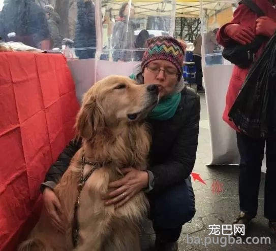 狗狗有多受欢送？网友说她家狗狗要被路人摸秃头了-10.jpg