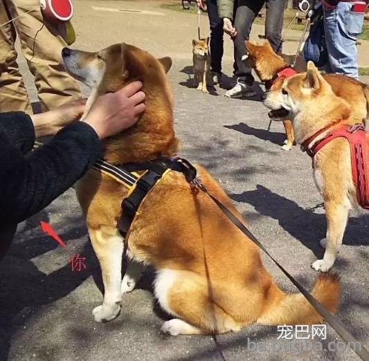 狗狗有多受欢送？网友说她家狗狗要被路人摸秃头了-9.jpg