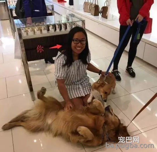 狗狗有多受欢送？网友说她家狗狗要被路人摸秃头了-11.jpg