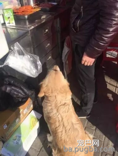 狗狗有多受欢送？网友说她家狗狗要被路人摸秃头了-19.jpg