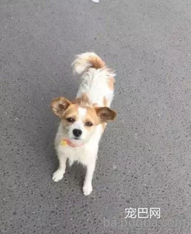 狗狗有多受欢送？网友说她家狗狗要被路人摸秃头了-21.jpg