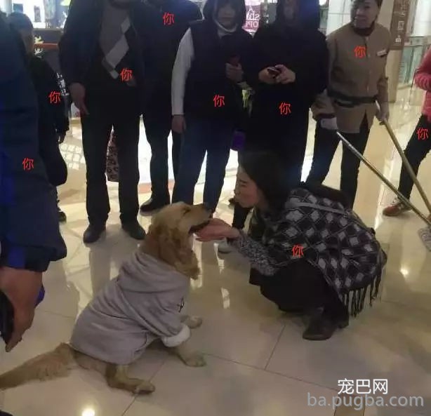 狗狗有多受欢送？网友说她家狗狗要被路人摸秃头了-13.jpg