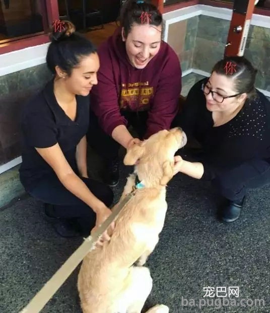 狗狗有多受欢送？网友说她家狗狗要被路人摸秃头了-12.jpg