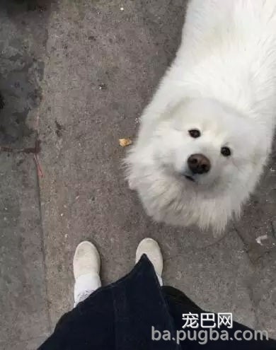 狗狗有多受欢送？网友说她家狗狗要被路人摸秃头了-22.jpg