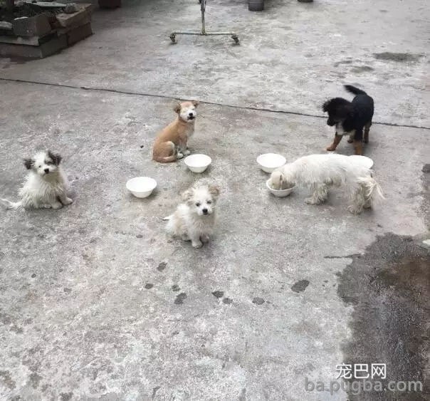 狗狗有多受欢送？网友说她家狗狗要被路人摸秃头了-25.jpg