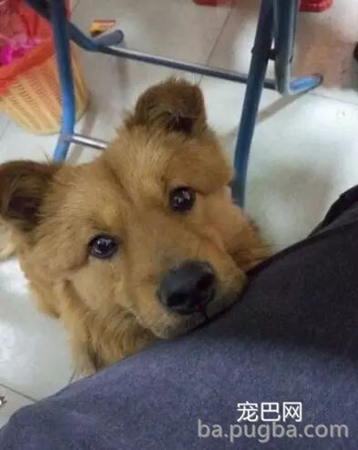 狗狗有多受欢送？网友说她家狗狗要被路人摸秃头了-28.jpg