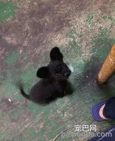 狗狗有多受欢送？网友说她家狗狗要被路人摸秃头了-26.jpg