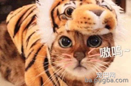 饲养员给“小胖虎”加餐，扔了大肥兔进去，兔子：小老弟给我揉揉-1.jpeg