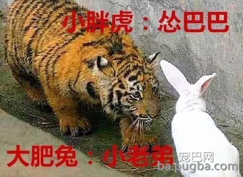 饲养员给“小胖虎”加餐，扔了大肥兔进去，兔子：小老弟给我揉揉-2.jpeg