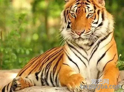 饲养员给“小胖虎”加餐，扔了大肥兔进去，兔子：小老弟给我揉揉-3.jpg