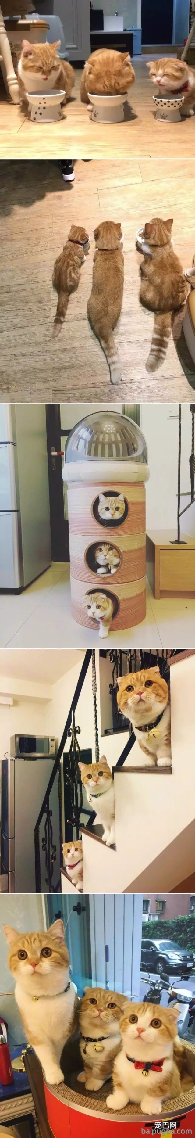 猫咪妈妈：没有什么比一家人在一起更幸福的了！-1.jpeg