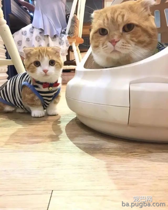 猫咪妈妈：没有什么比一家人在一起更幸福的了！-2.jpeg
