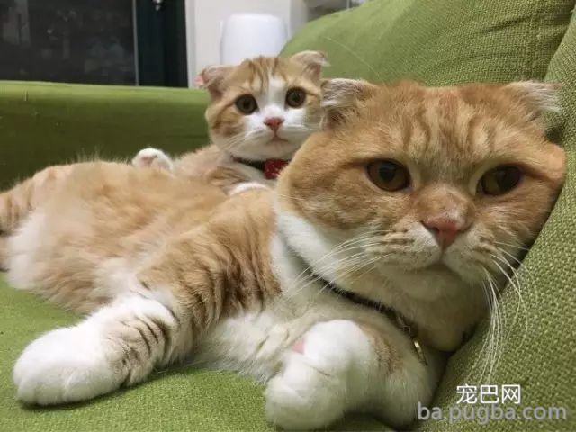 猫咪妈妈：没有什么比一家人在一起更幸福的了！-3.jpeg