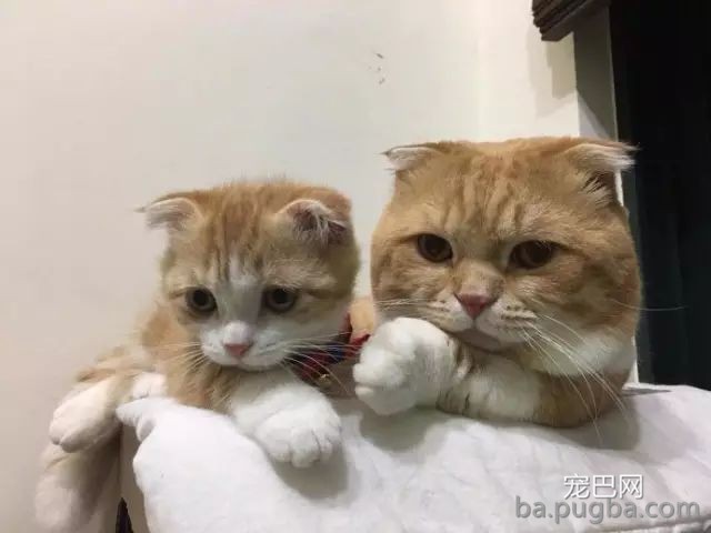 猫咪妈妈：没有什么比一家人在一起更幸福的了！-4.jpeg