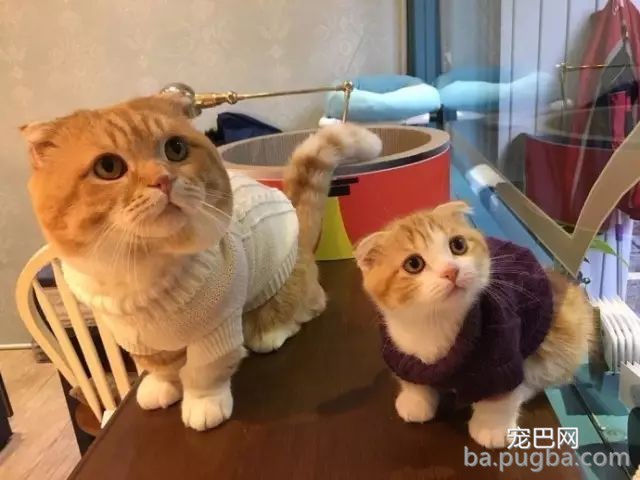 猫咪妈妈：没有什么比一家人在一起更幸福的了！-5.jpeg
