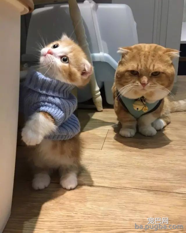 猫咪妈妈：没有什么比一家人在一起更幸福的了！-7.jpeg