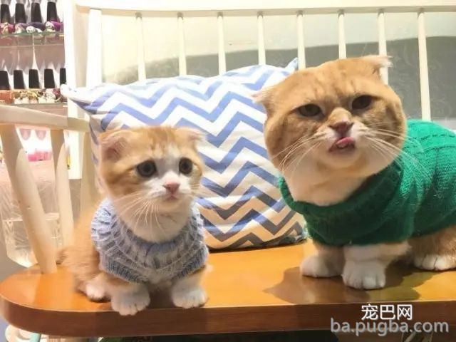 猫咪妈妈：没有什么比一家人在一起更幸福的了！-6.jpeg