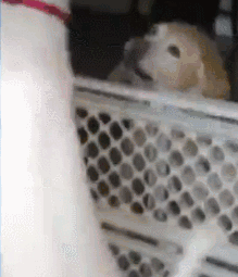 曾被抛弃2次的狗狗对世界充满不信任，直到…-6.gif