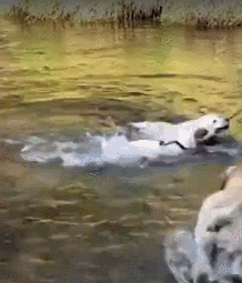 曾被抛弃2次的狗狗对世界充满不信任，直到…-7.gif