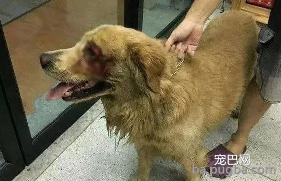 被偷金毛拖着伤体逃了出来，竟本人跑进宠物医疗机构求救！-1.jpeg