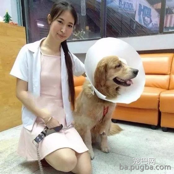 被偷金毛拖着伤体逃了出来，竟本人跑进宠物医疗机构求救！-3.jpeg