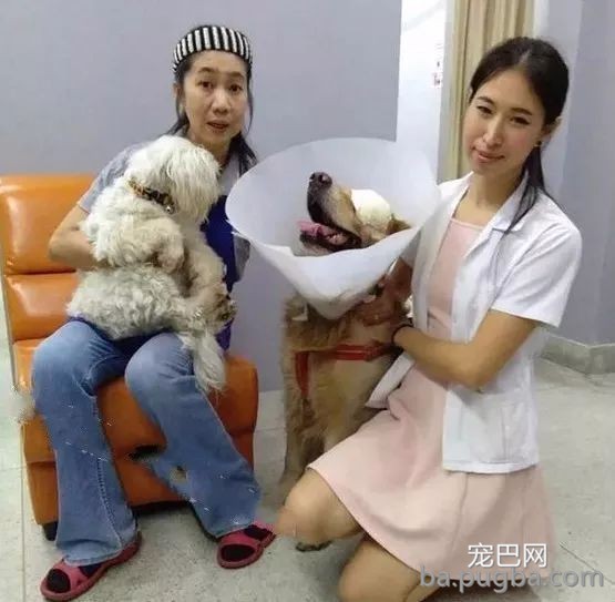 被偷金毛拖着伤体逃了出来，竟本人跑进宠物医疗机构求救！-5.jpeg