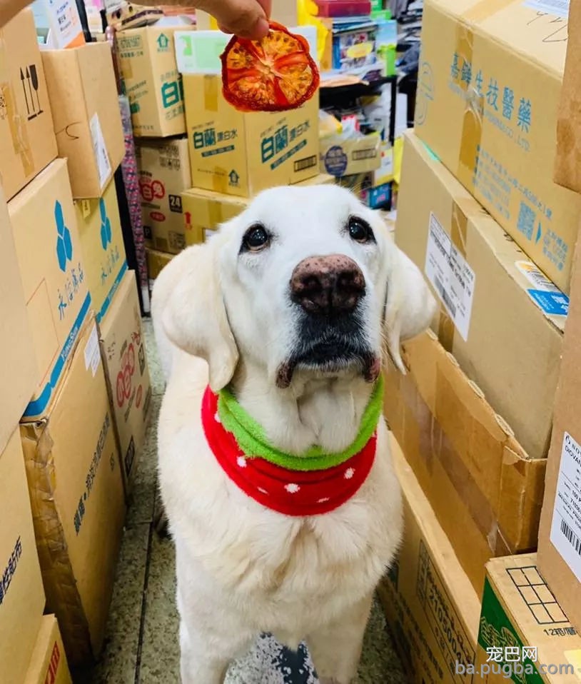 九把刀的爱犬离世：来世还要当你的铲屎官-1.jpg