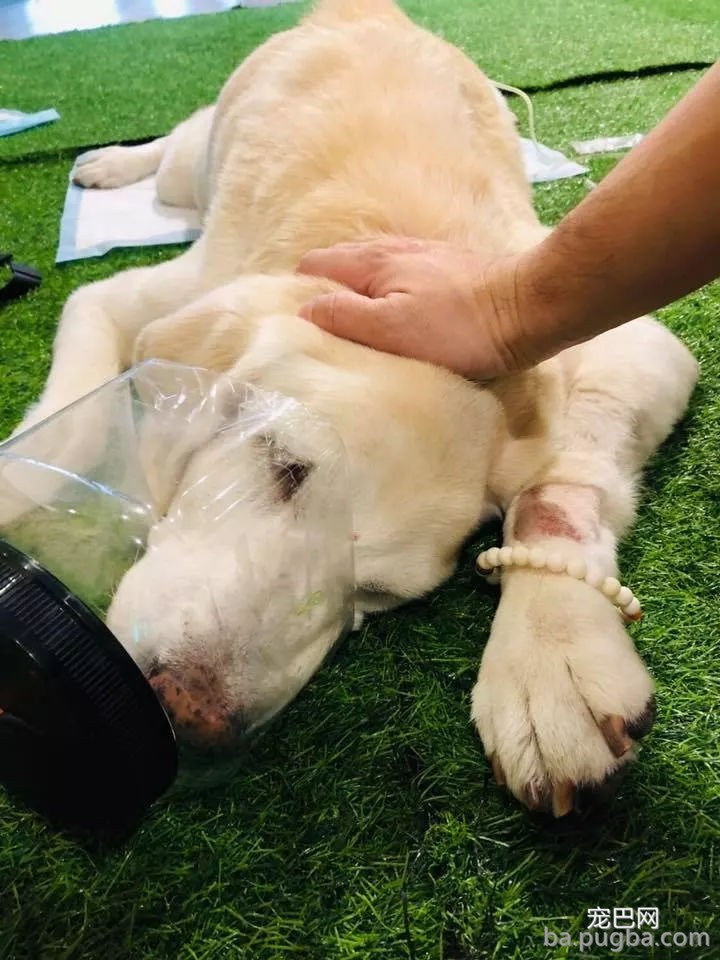 九把刀的爱犬离世：来世还要当你的铲屎官-8.jpg