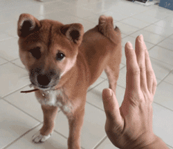 狗狗直立行走很拉风？偶尔能够，请不要持久噢！-3.gif