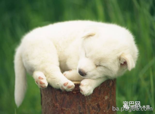 训练狗狗大小便？就用这一招-2.jpeg