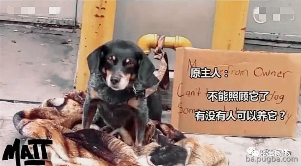 流浪狗妈妈街头生娃无人协助，一流浪汉伸出了温暖的手……-2.jpeg