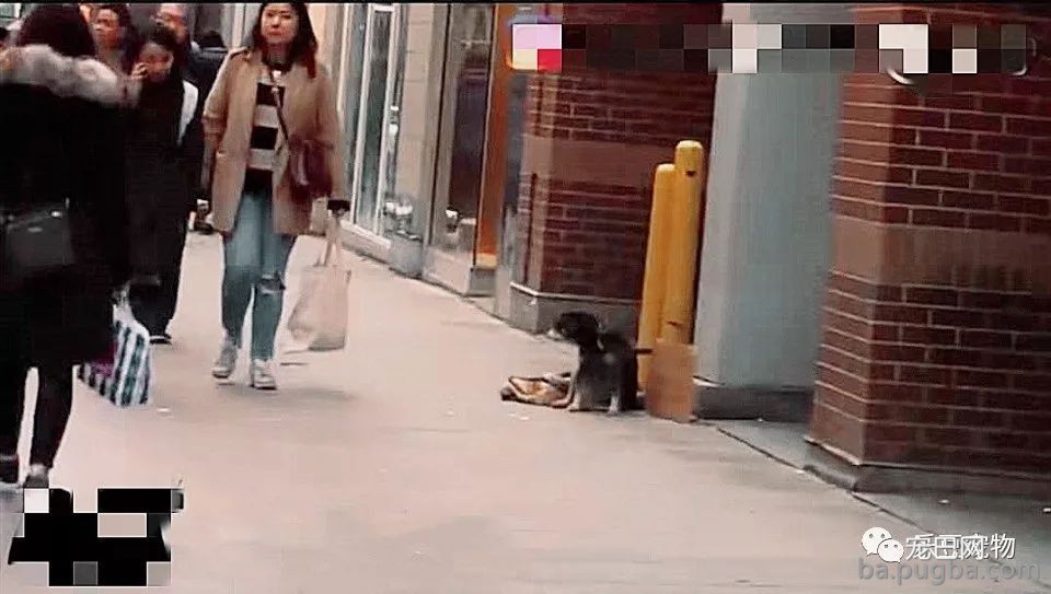 流浪狗妈妈街头生娃无人协助，一流浪汉伸出了温暖的手……-3.jpeg