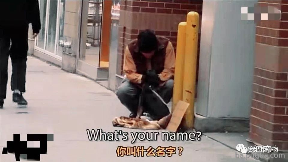 流浪狗妈妈街头生娃无人协助，一流浪汉伸出了温暖的手……-6.jpeg