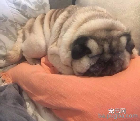 网友说他家巴哥出格胖，身上足足有十层游泳圈！-3.jpeg