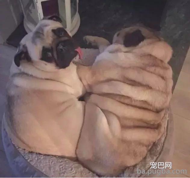 网友说他家巴哥出格胖，身上足足有十层游泳圈！-5.jpeg