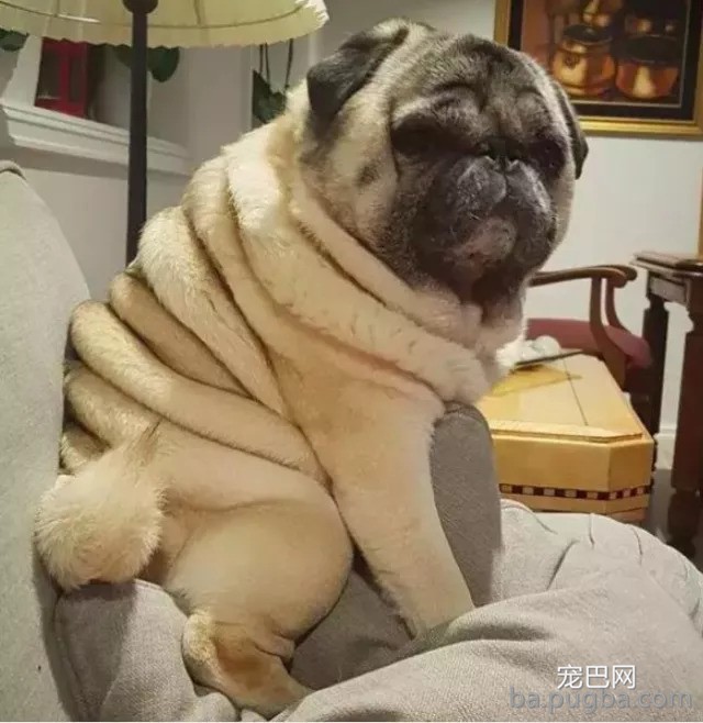网友说他家巴哥出格胖，身上足足有十层游泳圈！-4.jpeg
