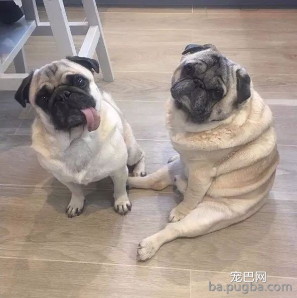 网友说他家巴哥出格胖，身上足足有十层游泳圈！-7.jpeg
