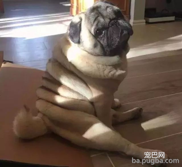 网友说他家巴哥出格胖，身上足足有十层游泳圈！-13.jpeg
