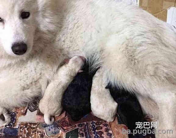 萨摩耶被泰日天强行占了便宜后，生出了一窝高颜值的“混血儿”！-3.jpeg