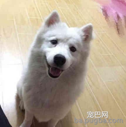 萨摩耶被泰日天强行占了便宜后，生出了一窝高颜值的“混血儿”！-1.jpeg