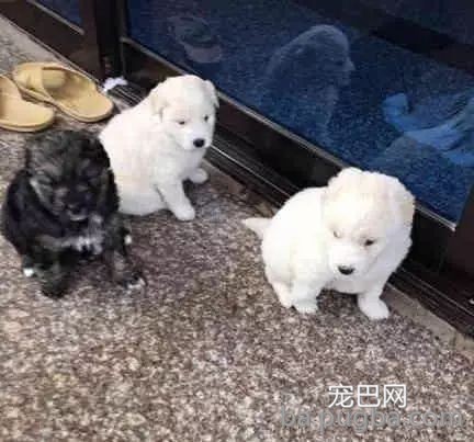萨摩耶被泰日天强行占了便宜后，生出了一窝高颜值的“混血儿”！-4.jpeg